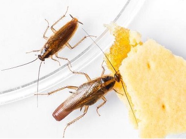 佛山病媒生物控制所——蟑螂碰过的东西绝对不能吃