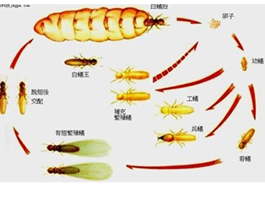 高明白蚁预防站白蚁的蚁后是怎么产生的