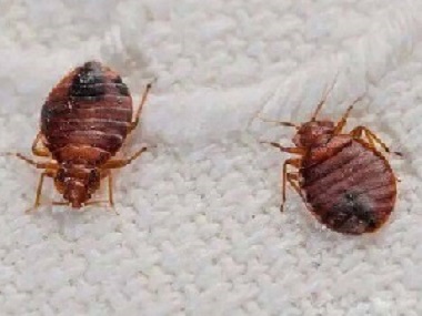 禅城害虫防控公司告诉你6个方法消灭臭虫危害
