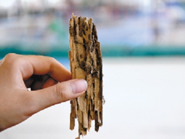 顺德白蚁预防站家里为什么会有白蚁出现
