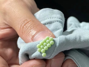 三水病媒生物防控中心认识臭虫并防治臭虫的方法