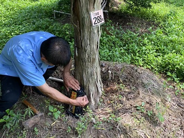 顺德白蚁预防站城市园林中白蚁怎么防治