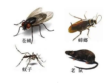 南海杀虫灭鼠机构蟑螂、老鼠、蚊蝇的高频出没点